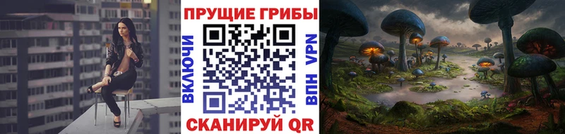 Галлюциногенные грибы Psilocybe  KRAKEN вход  Судак  закладка 